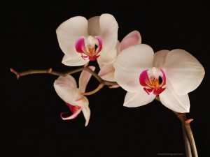 late-night-orchids-wallpapers_9471_2